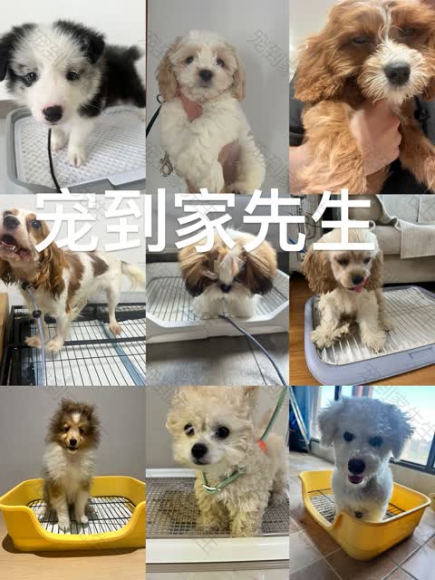 上门实拍9只狗狗照片