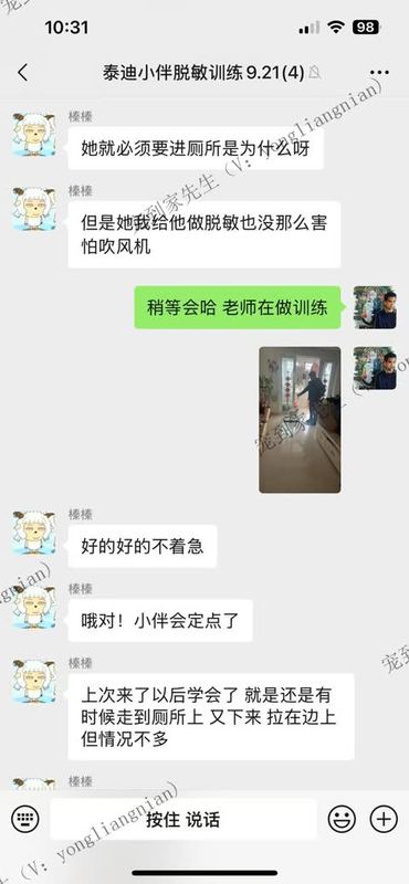 1岁泰迪上门脱敏训练反馈