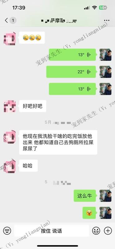 苏州2个月敏感胆小萨摩亚上门反馈