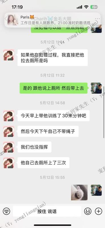 张家港3个月金毛上门反馈
