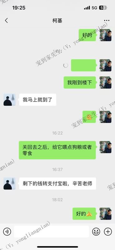 无锡3个月柯基上门记录
