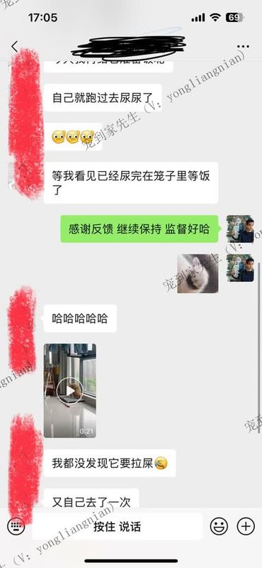 常熟4个月金毛上门反馈