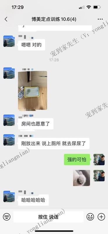 苏州3个月博美定点反馈