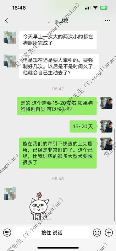 张家港3个月德牧定点反馈