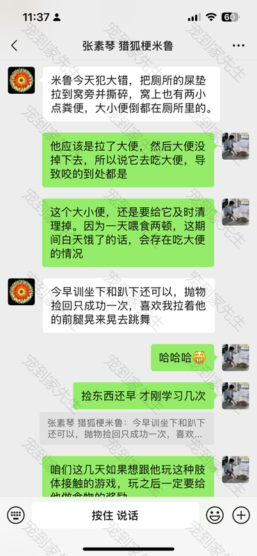 无锡滨湖包交会猎狐梗案例