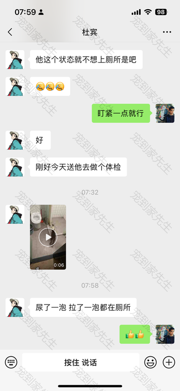 无锡的杜宾2个月