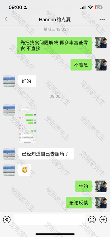 无锡约克夏一次成功案例1岁的两张图 (1)
