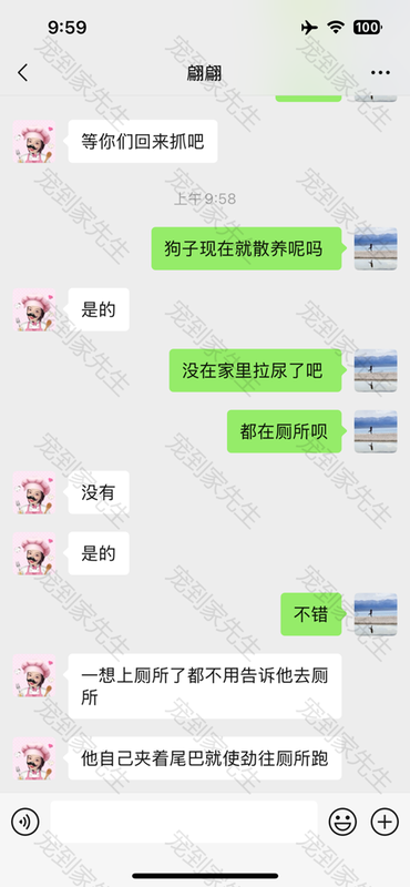 无锡约克夏一次成功案例1岁的两张图 (2)