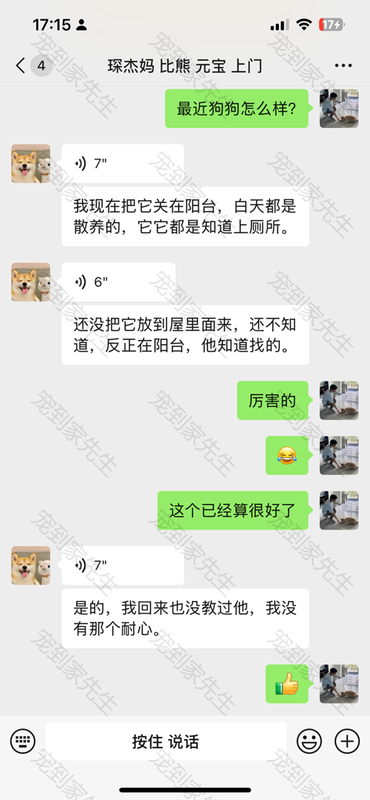 苏州多次上门老客户的比熊