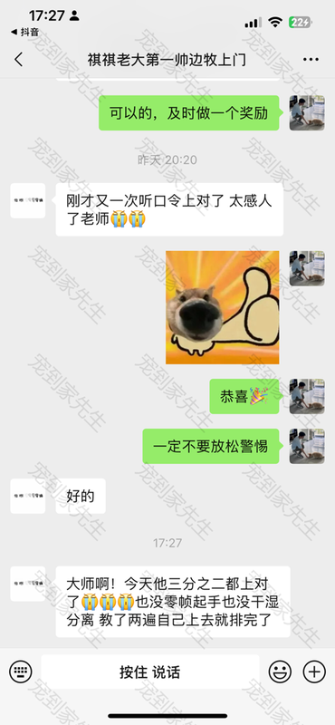 苏州年轻边牧3个月大