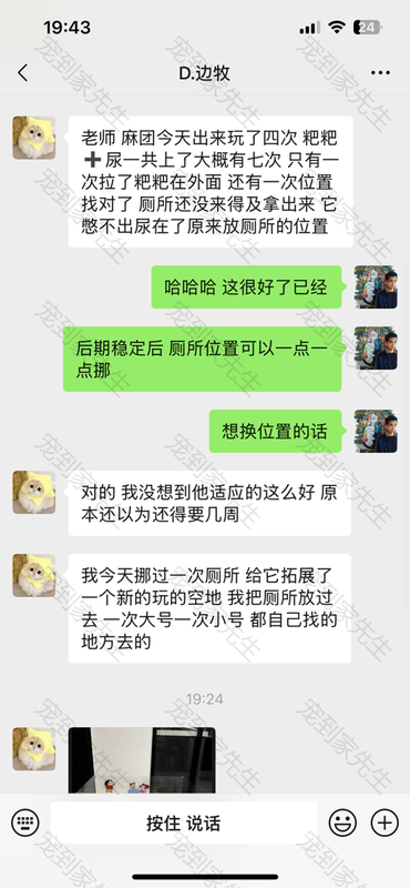 苏州上门2个月边牧反馈