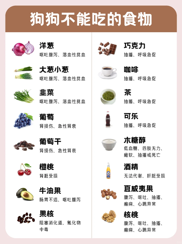 这张图片内容是狗狗不能吃的食物汇总,分为左右两栏清晰展示。左侧列出洋葱、大葱小葱、韭菜、葡萄、葡萄干、樱桃、牛油果、果核,右侧列出巧克力、咖啡、茶、可乐、木糖醇、酒精、夏威夷果、核桃,每种食物旁都标注了对应的危害,比如洋葱会引发呕吐腹泻、溶血性贫血,巧克力会导致抽搐、呼吸急促,葡萄和葡萄干会造成肾损伤、急性肾衰,酒精无法代谢、会损伤肝脏等,这些内容和文档中“这些东西绝对不能喂”的相关提示对应,用于帮助宠物主人明确需要避免喂食狗狗的各类食物。