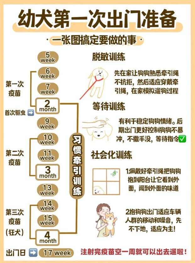 图片是一张关于幼犬第一次出门准备的流程图。图中以时间轴形式呈现,从5周到4个月不等,标注了幼犬成长阶段。关键步骤包括脱敏训练、等待训练、社会化训练等。脱敏训练先让狗狗熟悉牵引绳,适应穿戴,模拟狗钩过程;等待训练有利于稳定情绪,后期出门控制不暴冲、不撒手;社会化训练包括带狗狗到阳台看外面、抱出门适应人群和噪音等。最后强调注射完疫苗空一周可出门,17周为出门日。