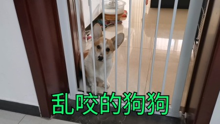 图片展示了一只被栏杆围住的狗狗,栏杆为白色金属材质,狗狗毛色为浅棕色,耳朵竖立,表情略显呆萌。画面下方有绿色大字“乱咬的狗狗”。该图片与文档中“鲁格的行为问题”案例相关,鲁格的行为问题源于作者训练方法不当,导致其产生未解决的情绪,图片直观呈现了鲁格乱咬的行为,与案例中提到的鲁格行为问题相呼应,展示了未解决情绪在狗行为问题中的具体表现。